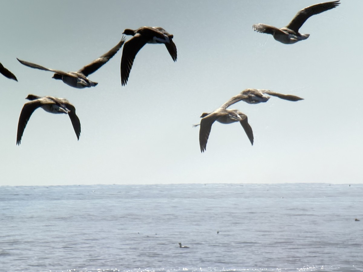 ringgås (hrota) - ML644527824