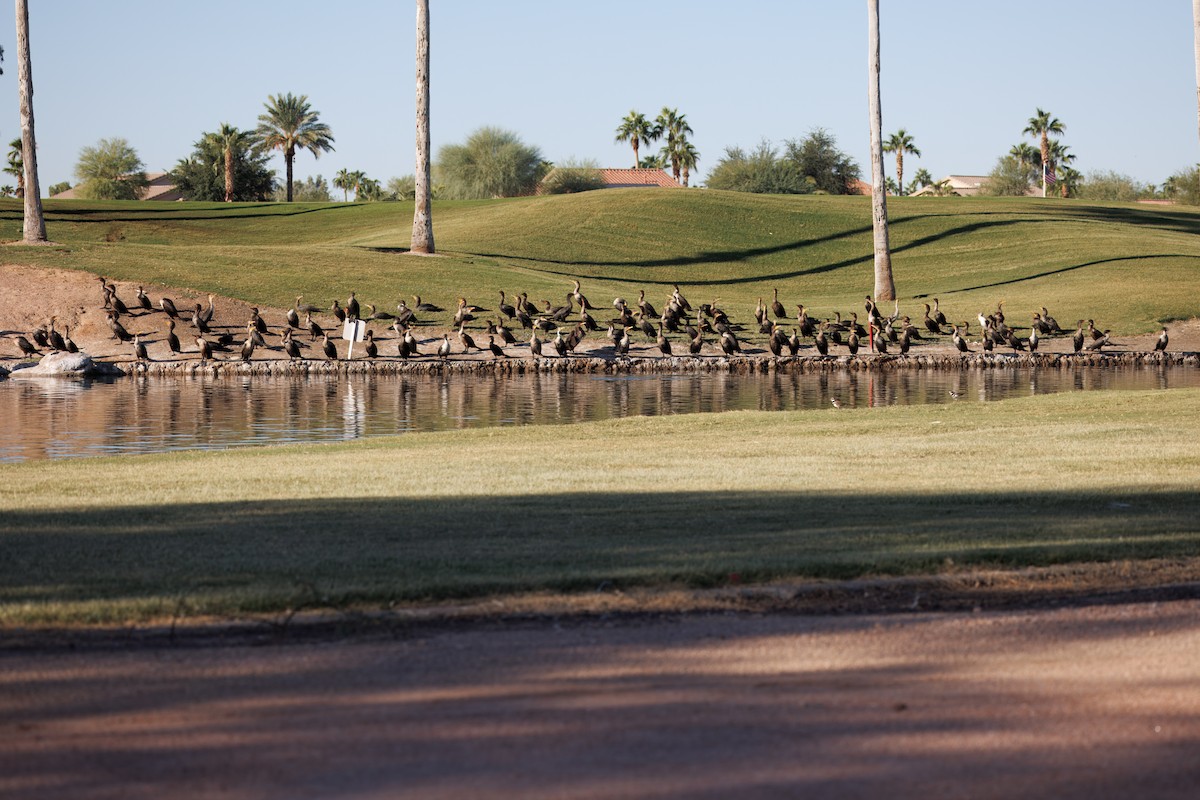Double-crested Cormorant - ML644527830