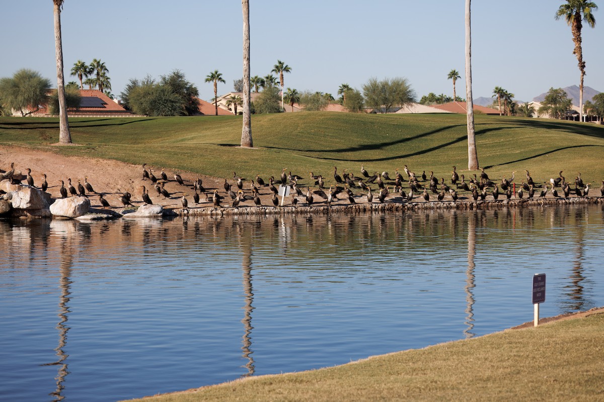 Double-crested Cormorant - ML644527831