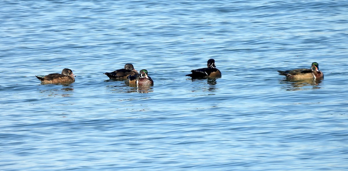 美洲鴛鴦 - ML644527834