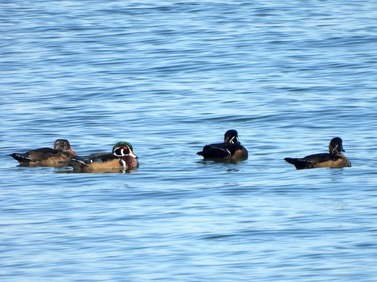 美洲鴛鴦 - ML644527835