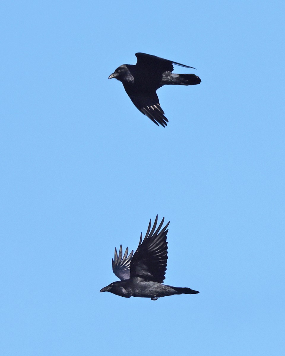 Kolkrabe - ML644527841