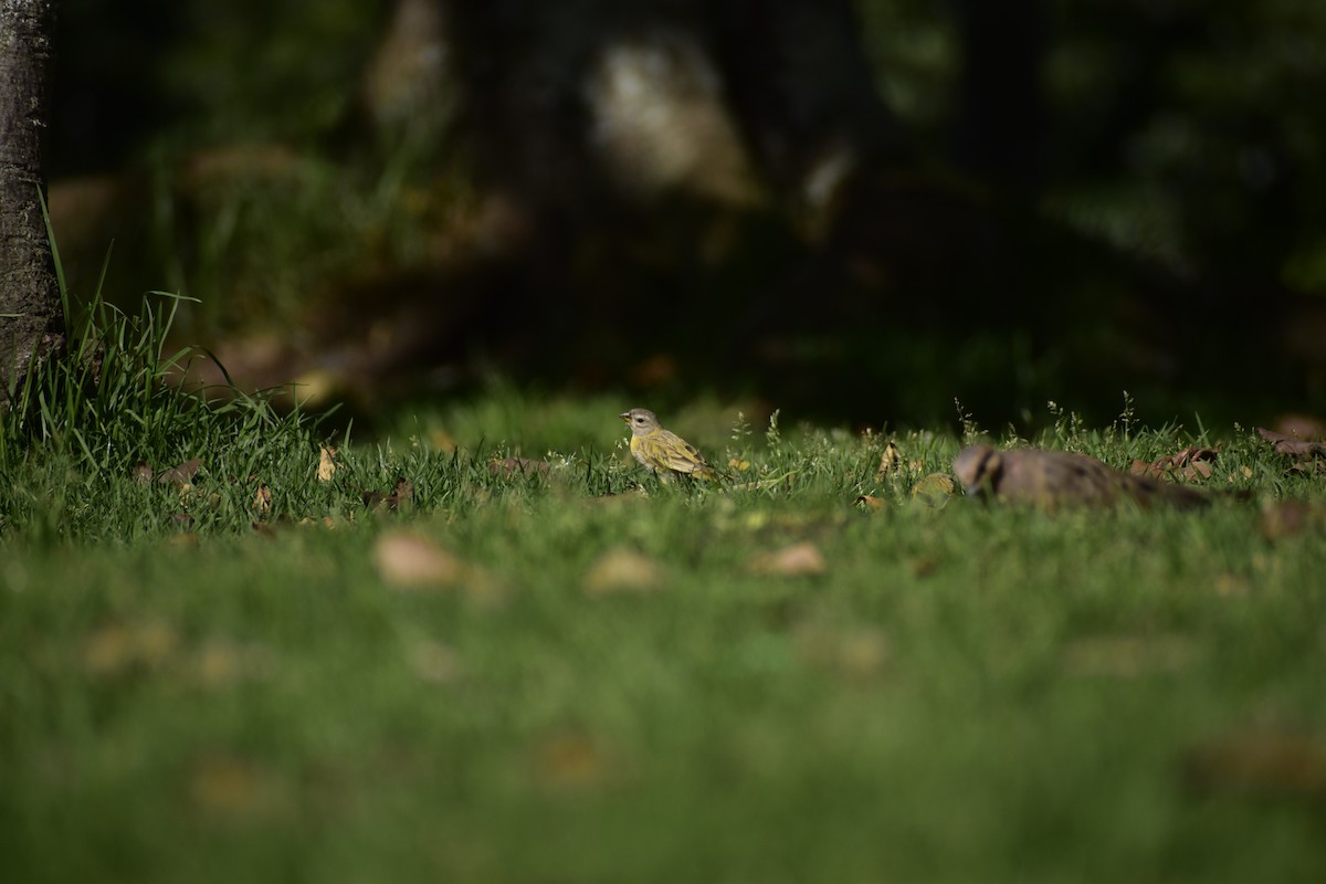 Saffron Finch - ML644527842