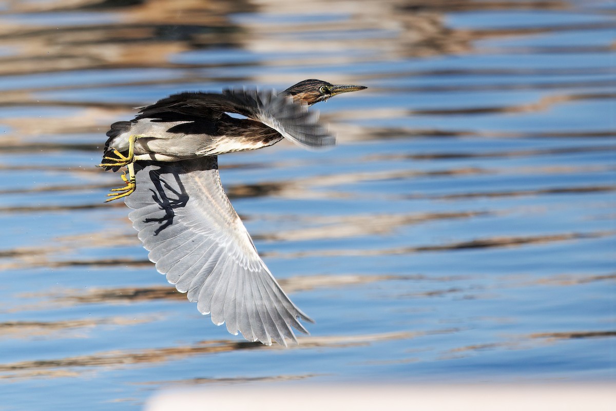 Airone verde - ML644527843