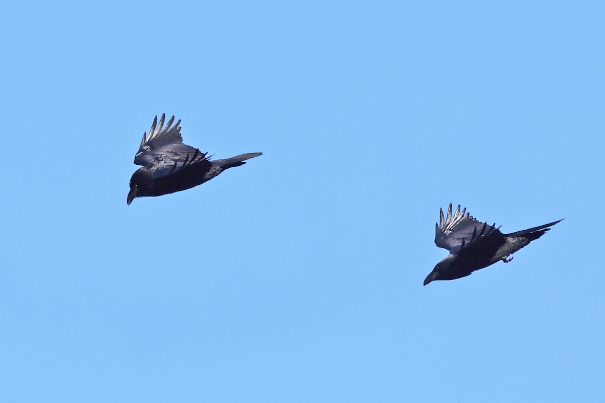 Kolkrabe - ML644527845