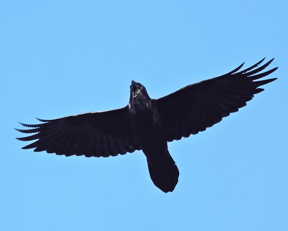 Kolkrabe - ML644527846