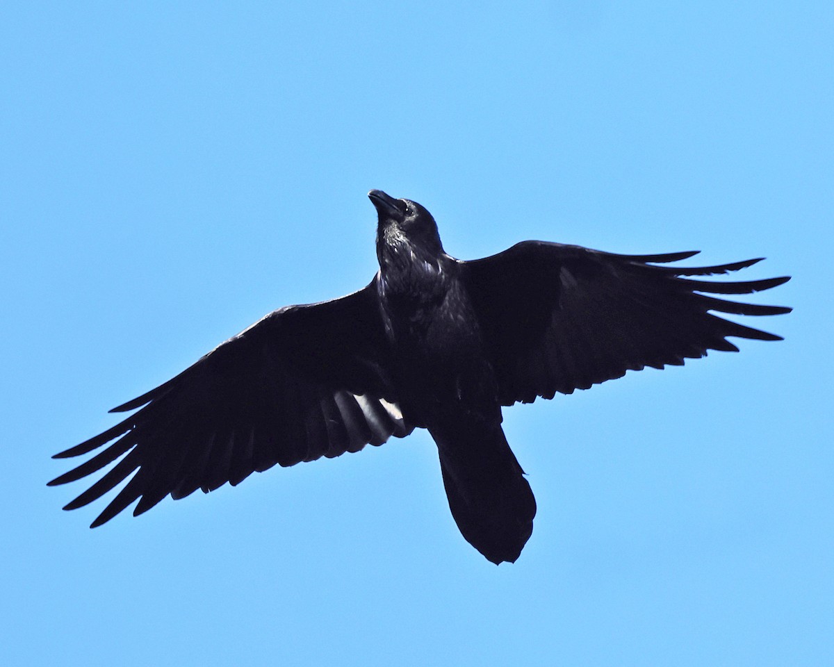 Kolkrabe - ML644527847