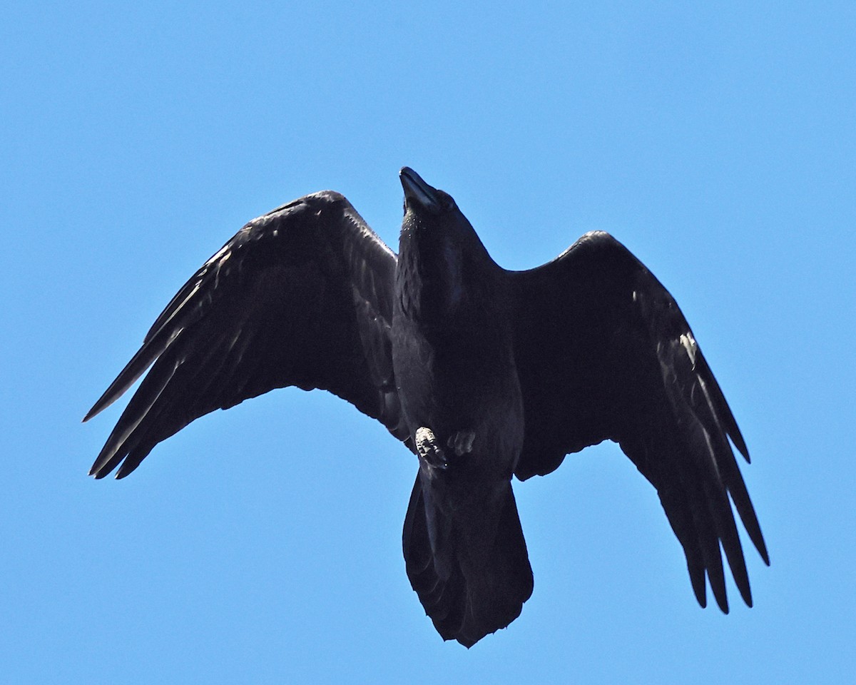 Kolkrabe - ML644527848