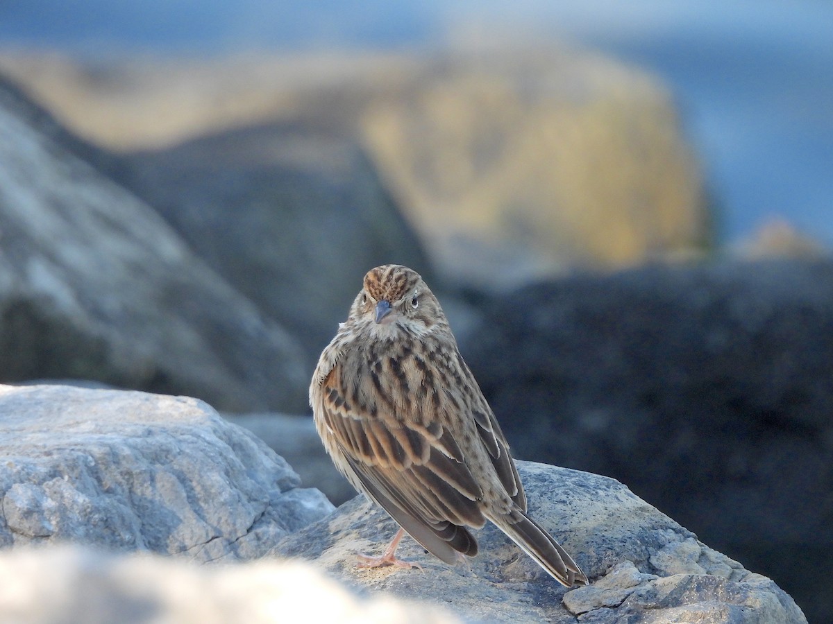 Vesper Sparrow - ML644527849