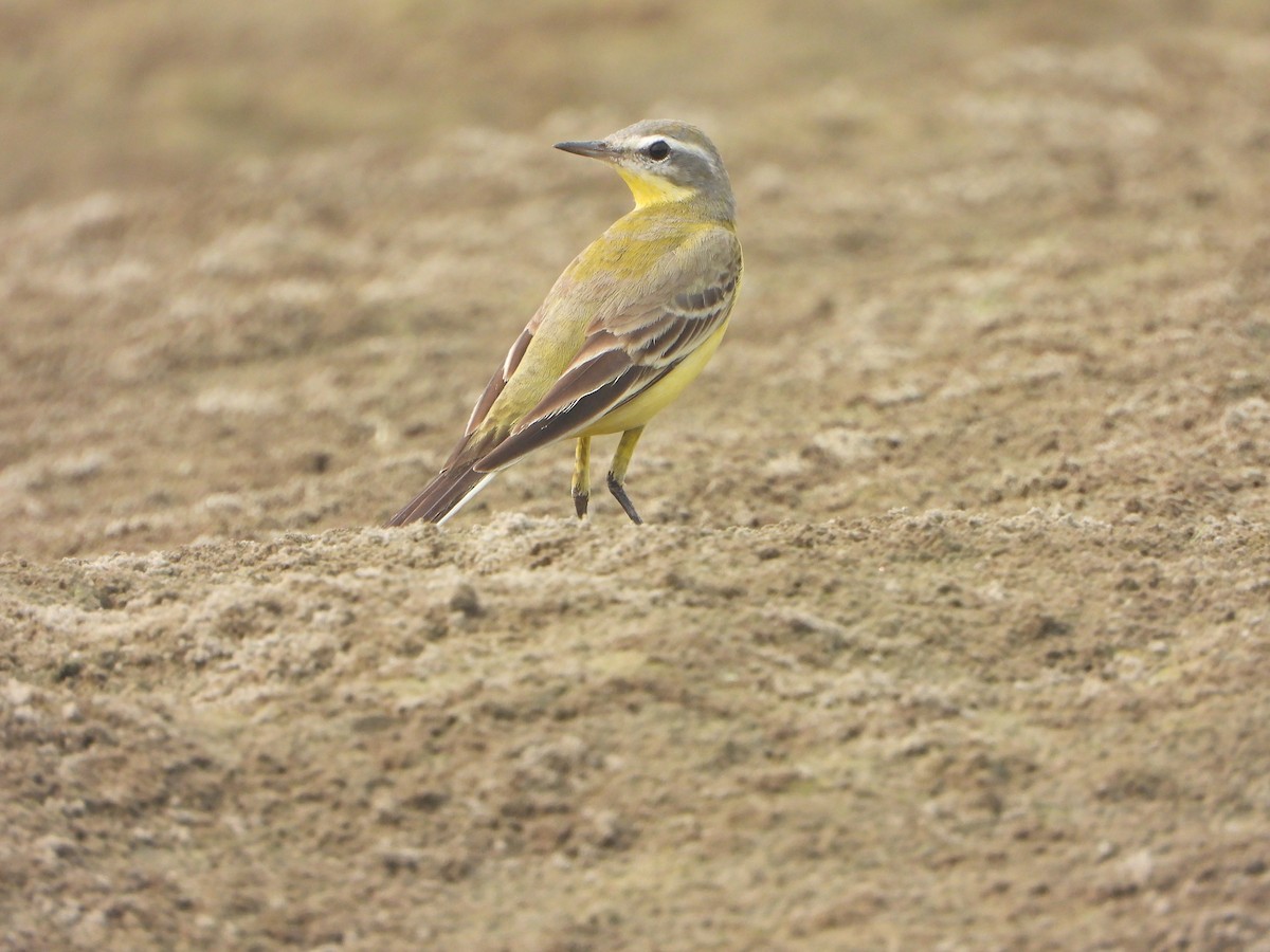 Schafstelze - ML644527851