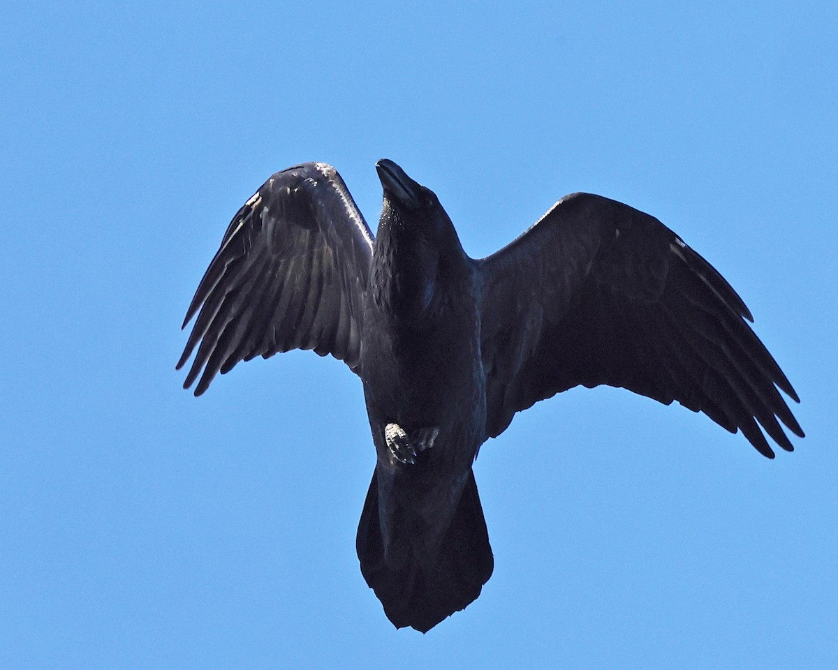 Kolkrabe - ML644527852