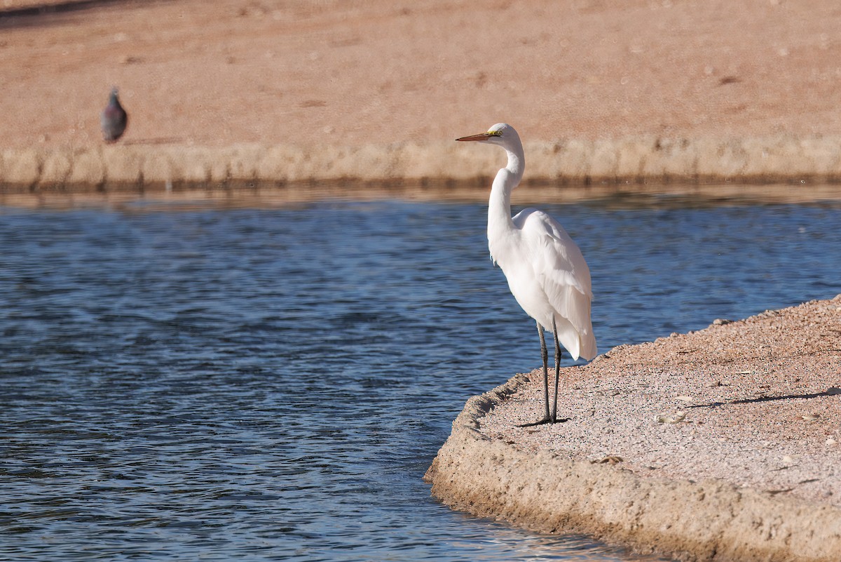 Airone bianco maggiore - ML644527854