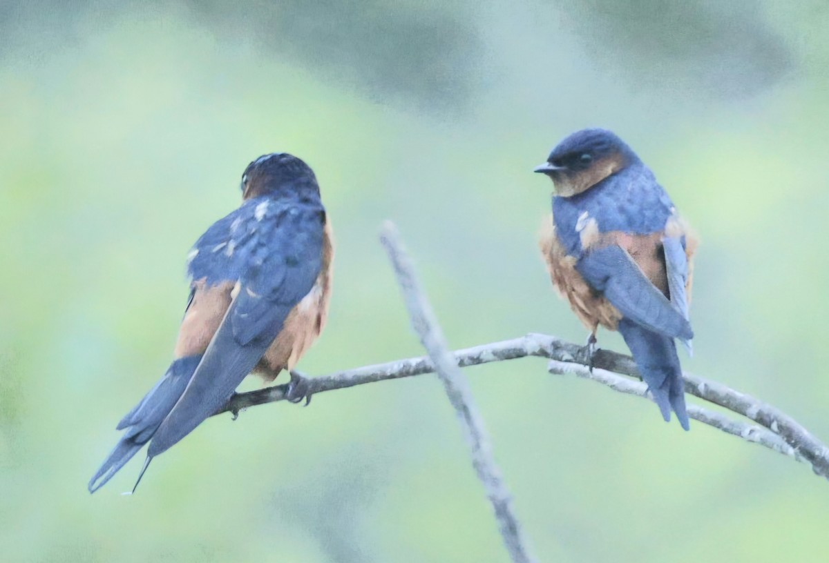 Sri Lanka Swallow - ML644527855