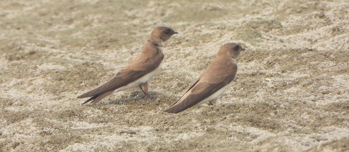 Graukehl-Uferschwalbe - ML644527856