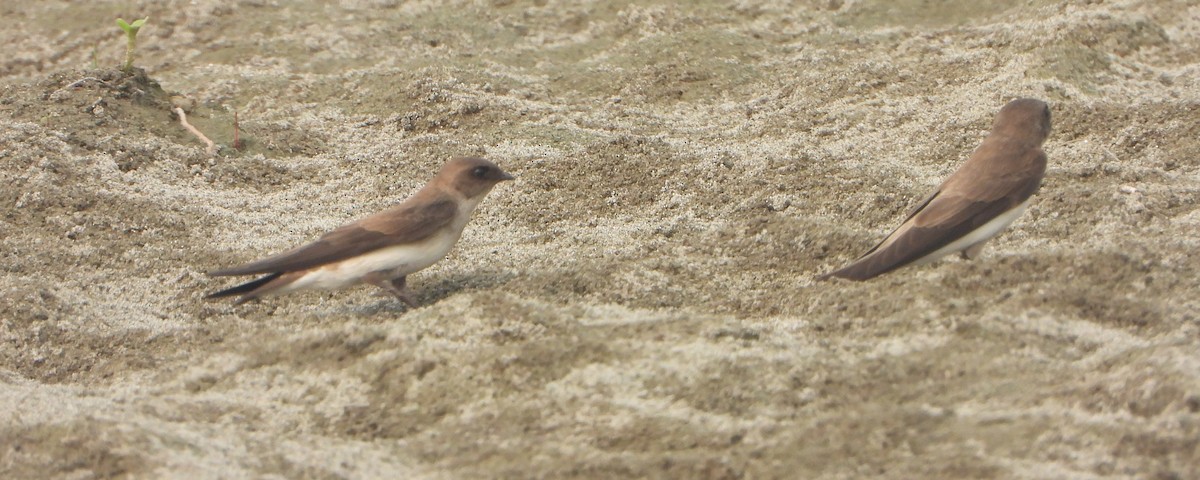 Graukehl-Uferschwalbe - ML644527857