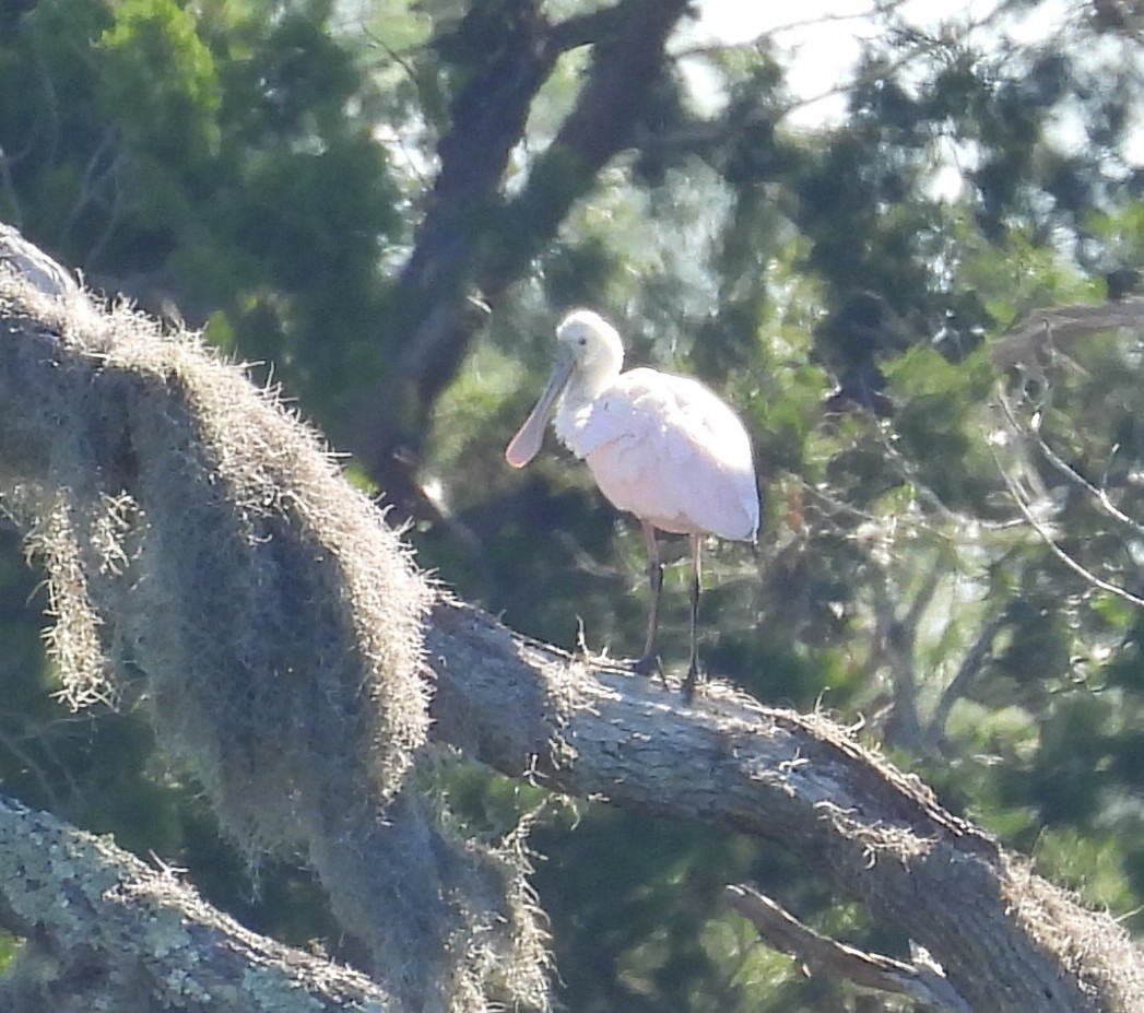 Pembe Kaşıkçı - ML644527860