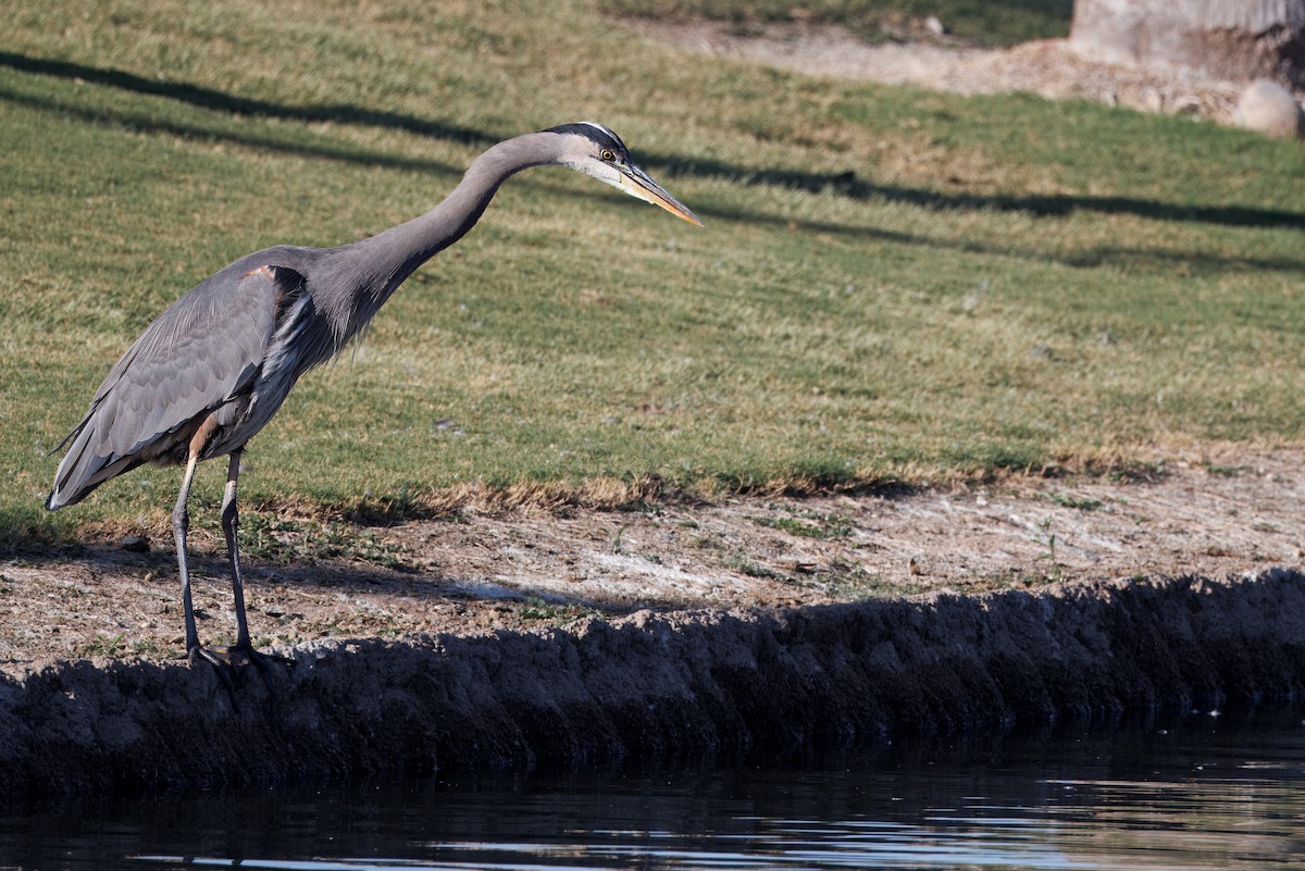 Great Blue Heron (Great Blue) - ML644527862