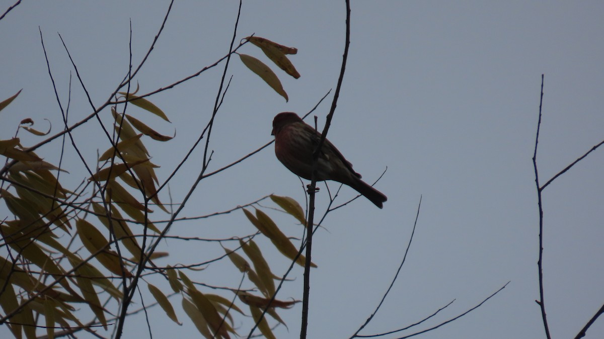 hýl rudoprsý [skupina mexicanus] - ML644527864