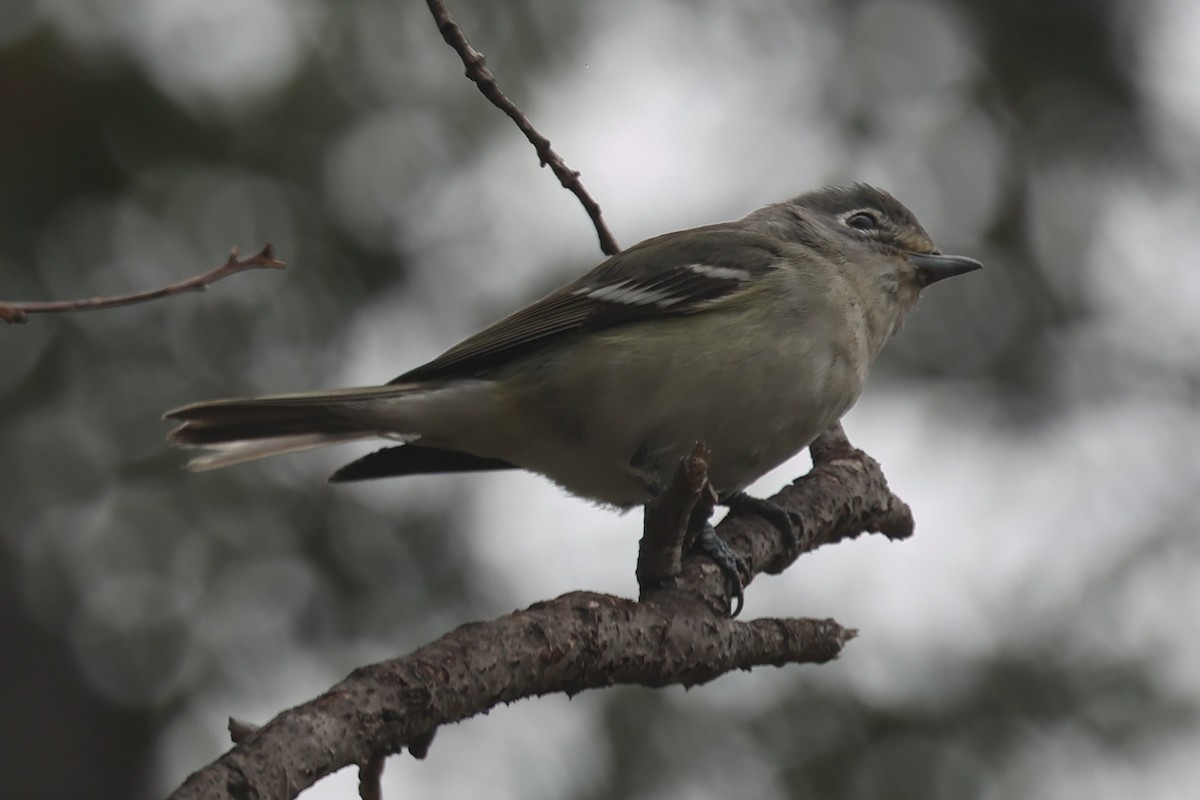 Plumbeous Vireo - ML644527873