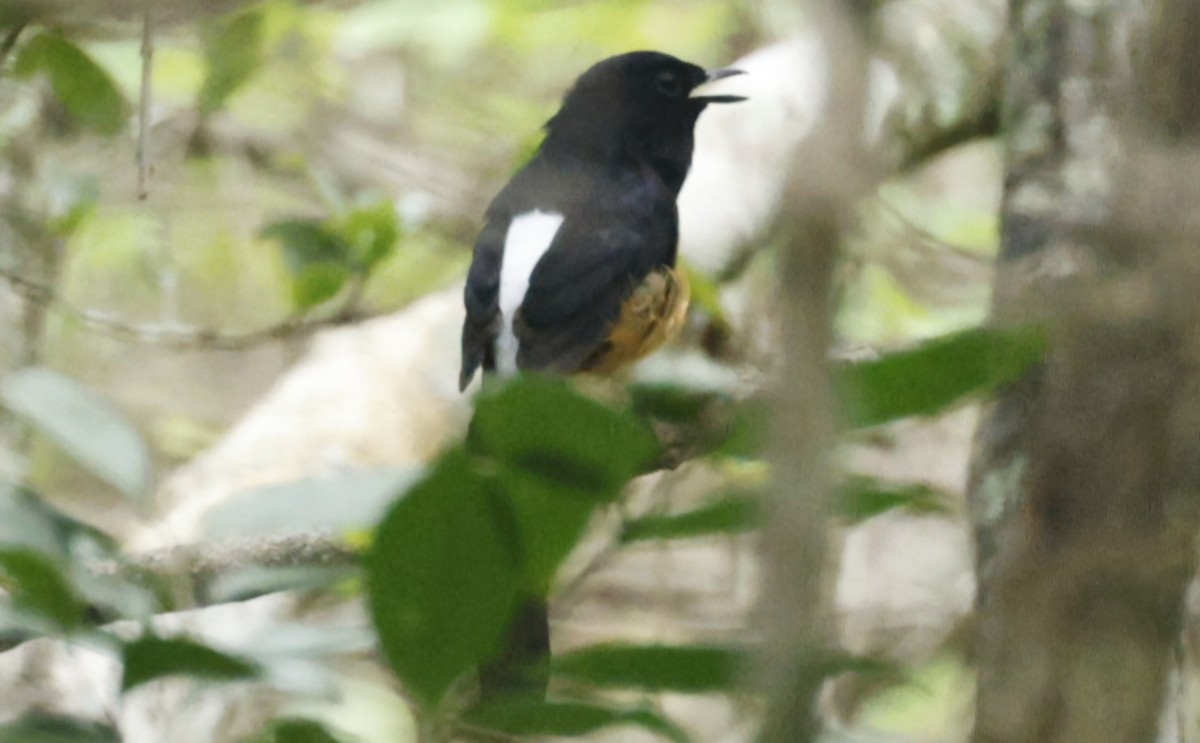 Shama de Ceylan - ML644527878