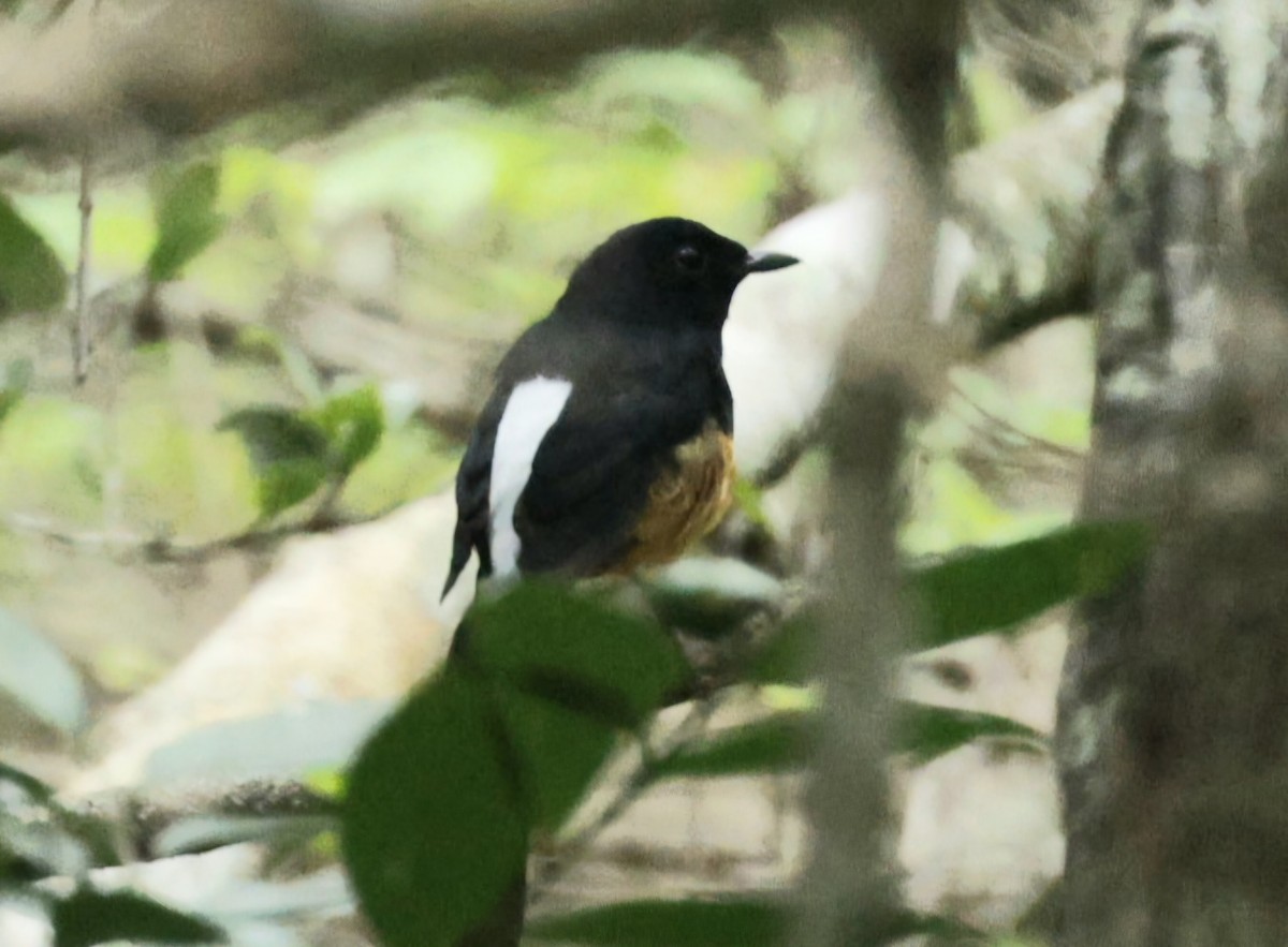 Shama de Ceylan - ML644527879