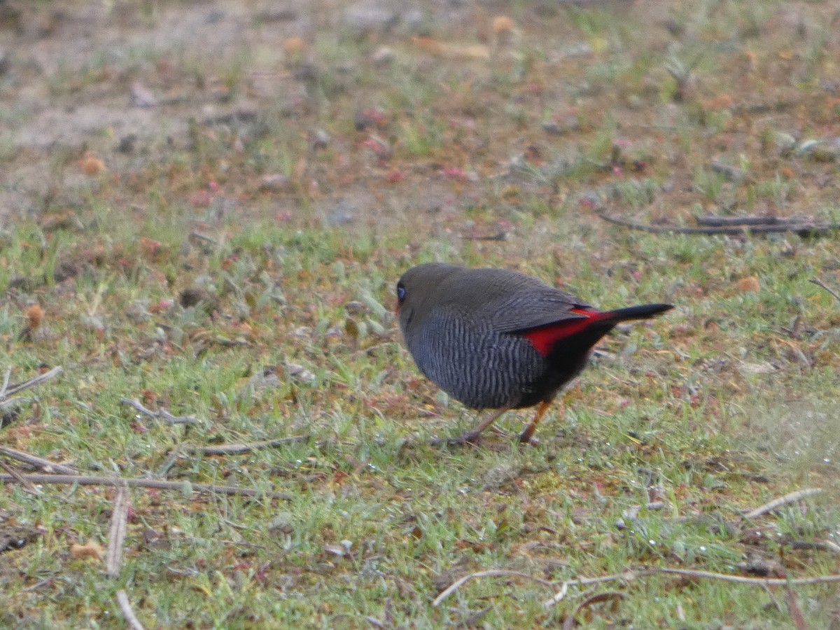 Beautiful Firetail - ML644527881