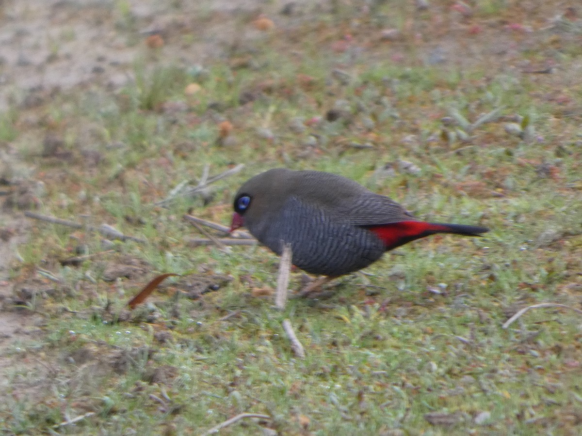 Beautiful Firetail - ML644527882