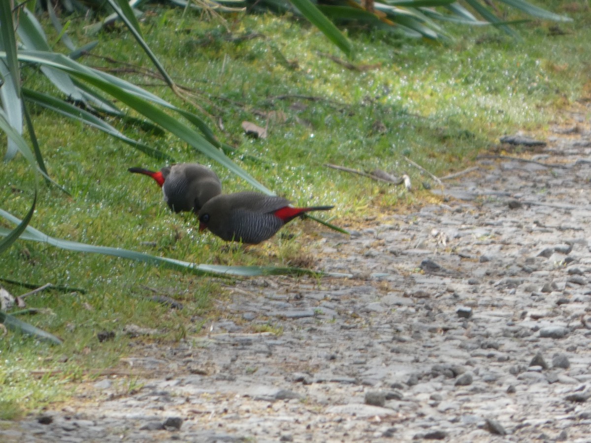 Beautiful Firetail - ML644527883
