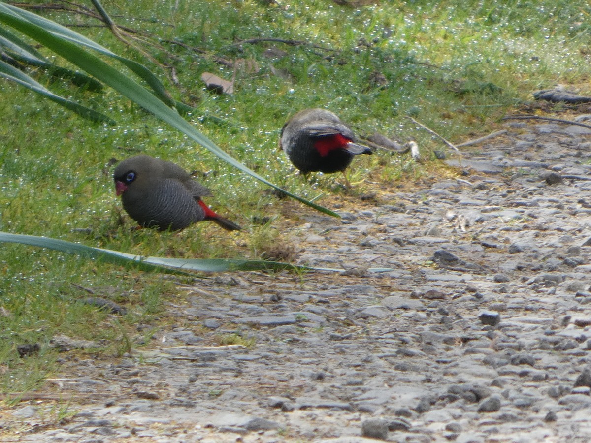 Beautiful Firetail - ML644527884