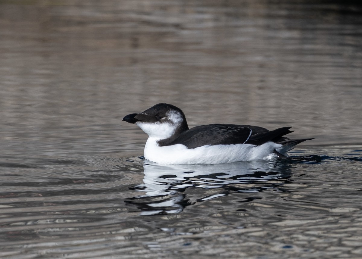 Razorbill - ML644527886