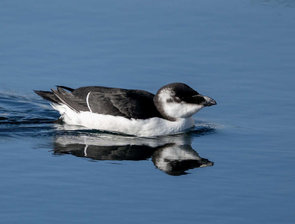 Razorbill - ML644527887
