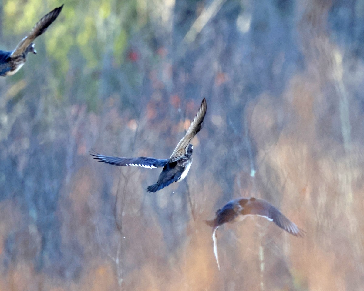 美洲鴛鴦 - ML644527888