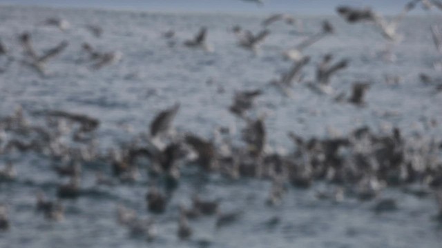 California Gull - ML644527890