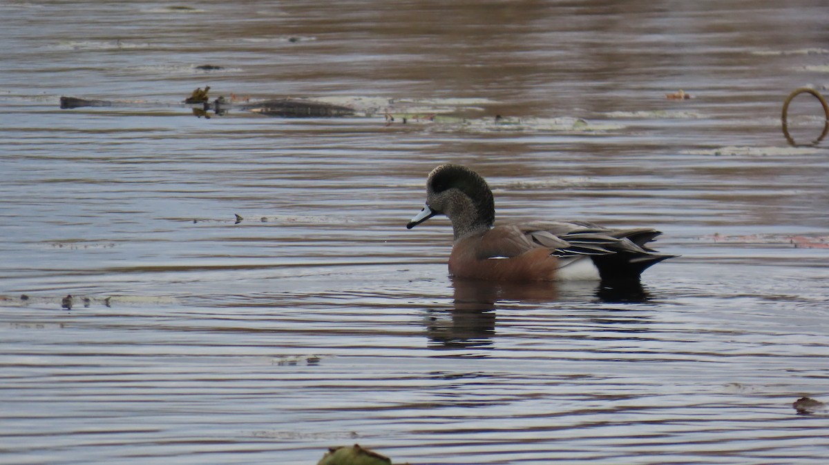 hvízdák americký - ML644527892