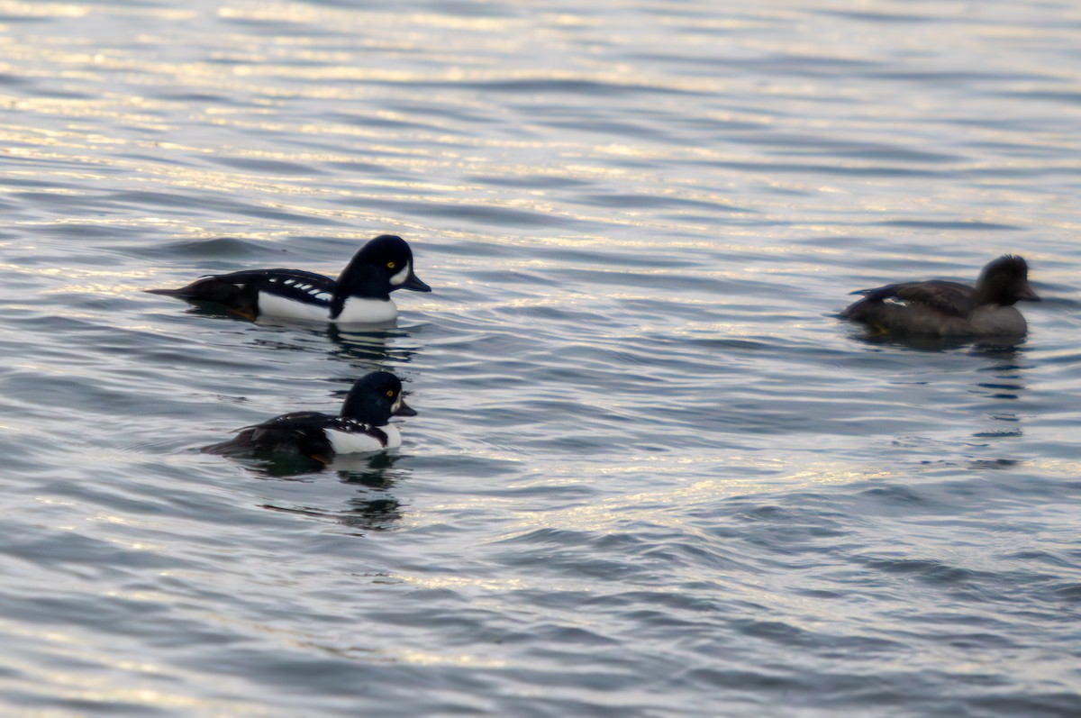 Barrow's Goldeneye - ML644527901