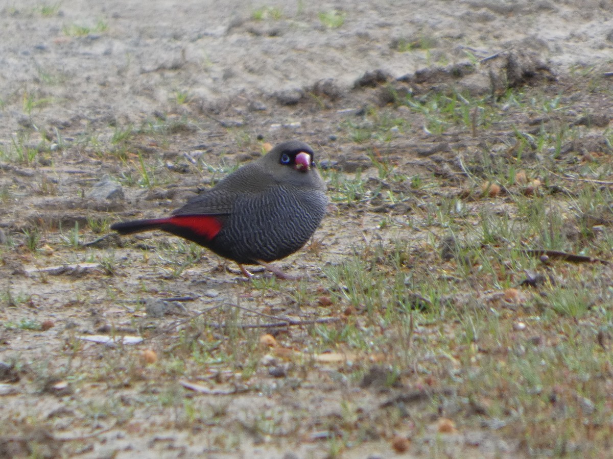 Beautiful Firetail - ML644527921