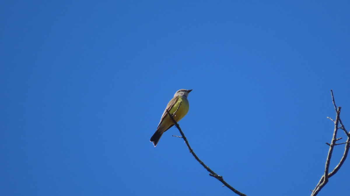 Tyran de l'Ouest - ML644527925