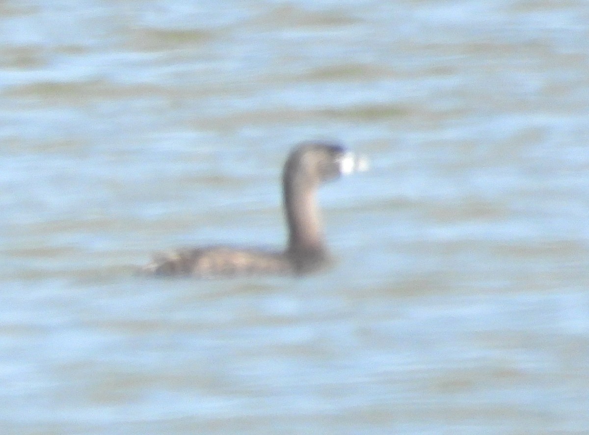 Pied-billed Grebe - ML644527926
