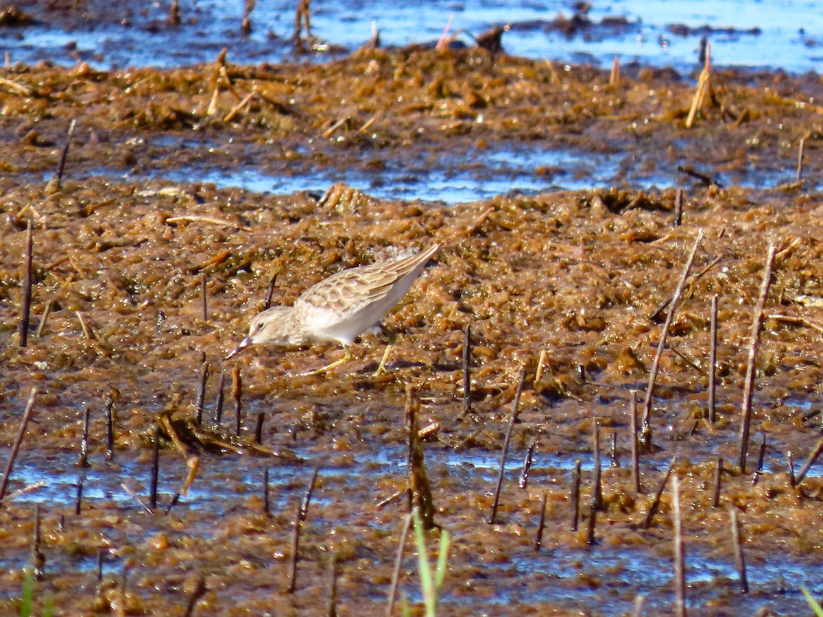 Least Sandpiper - ML644527929
