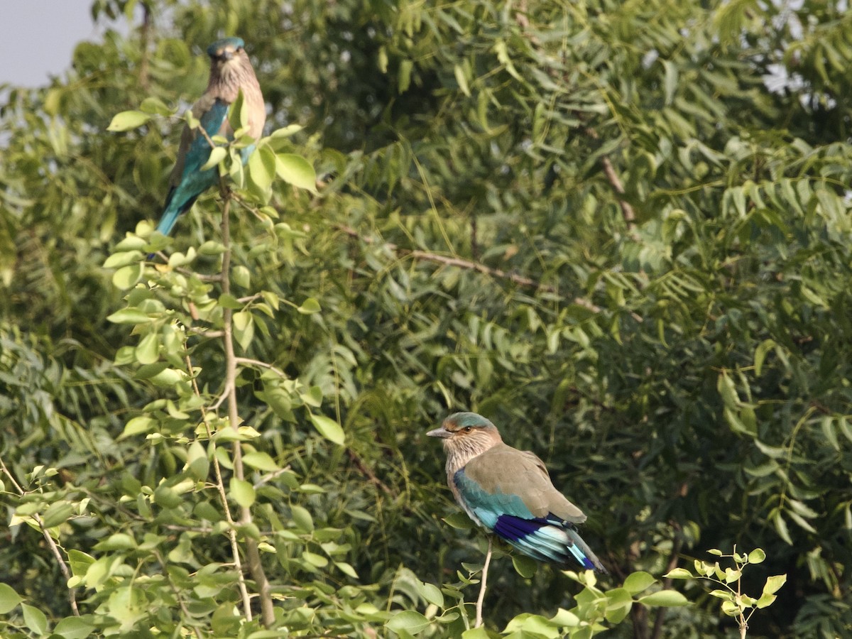 Indian Roller - ML644527935