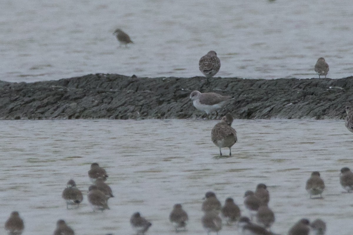 諾氏鷸 - ML644527940