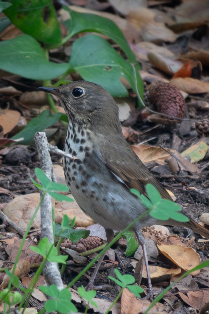 Grive solitaire - ML644527954