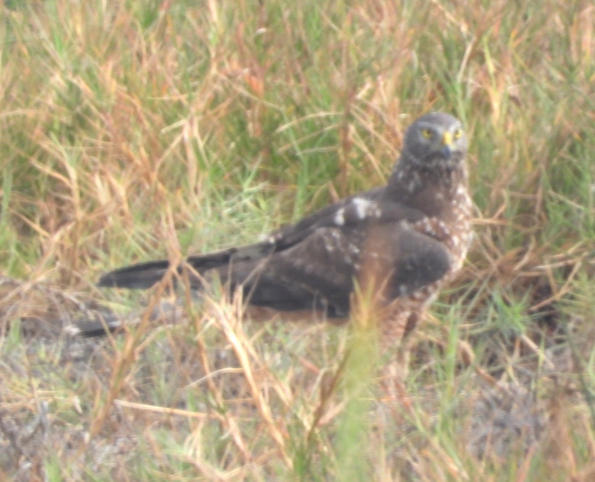 アンデスチュウヒ - ML644527955