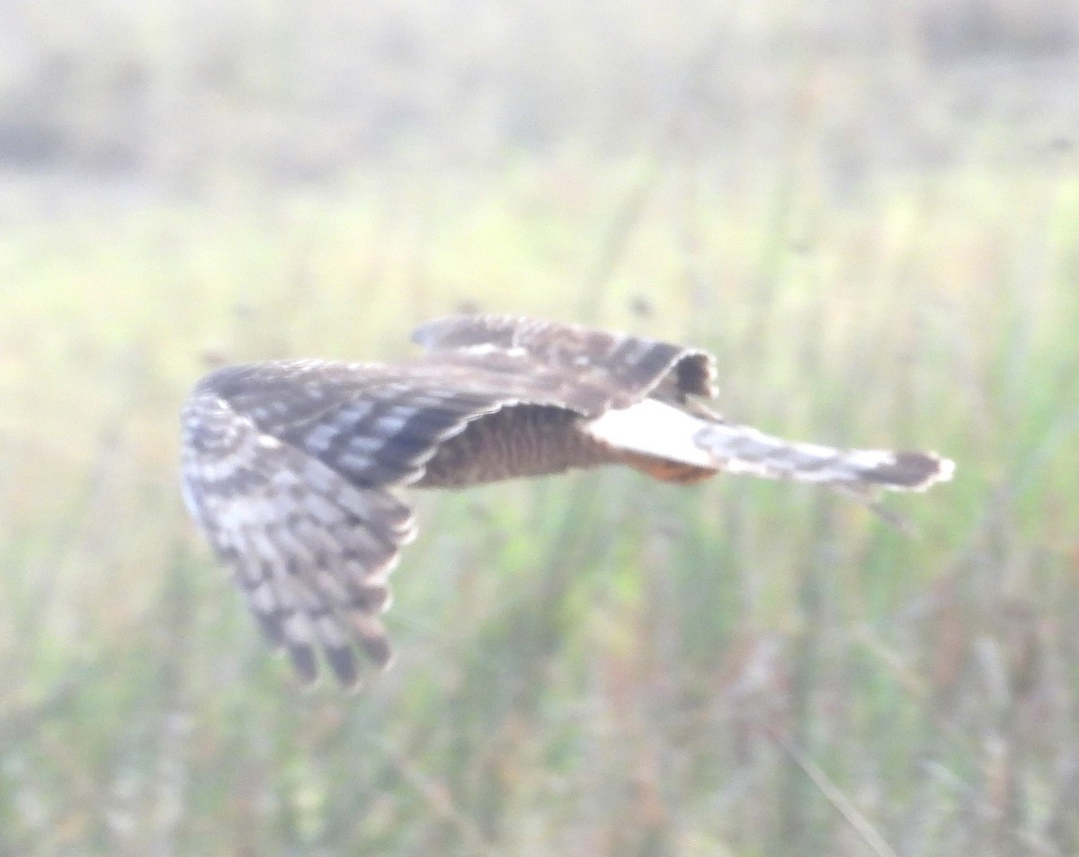 アンデスチュウヒ - ML644527956