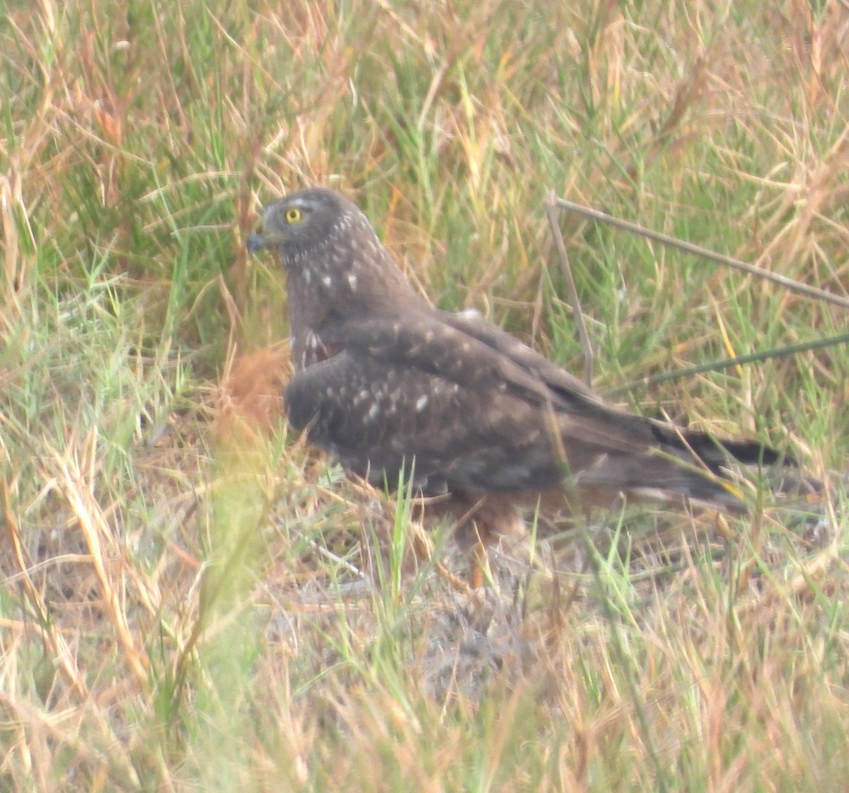 アンデスチュウヒ - ML644527957