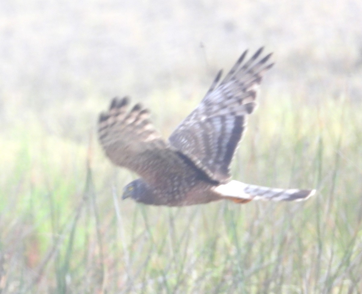 アンデスチュウヒ - ML644527958