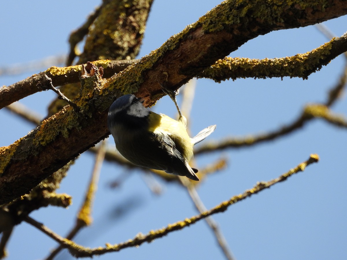 アオガラ - ML644527972