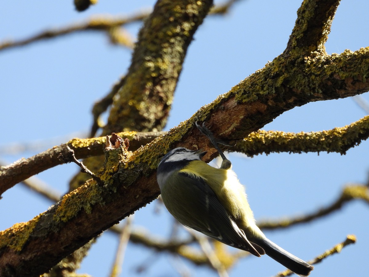 アオガラ - ML644527973