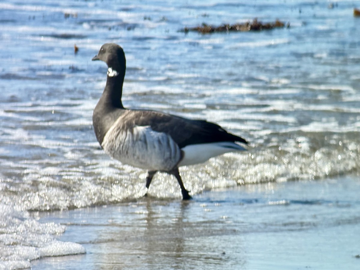 ringgås (hrota) - ML644527975