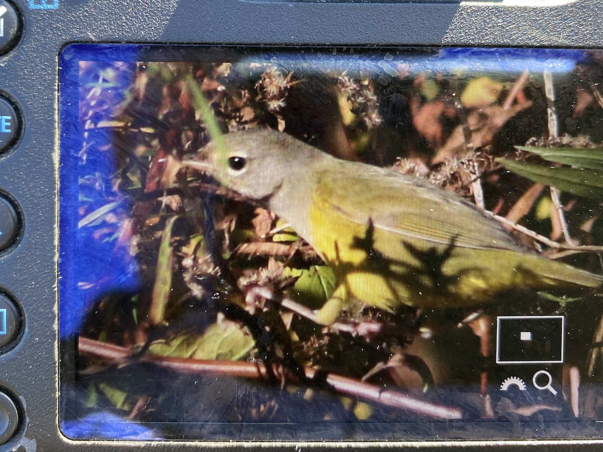 MacGillivray's Warbler - ML644527976